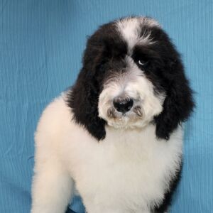 Goldendoodle Puppy Clara