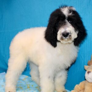 Goldendoodle Puppy Clara