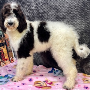 Goldendoodle Puppy Clara