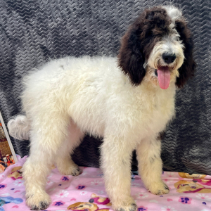 Goldendoodle Puppy Clara