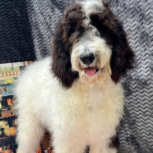 Goldendoodle Puppy Clara