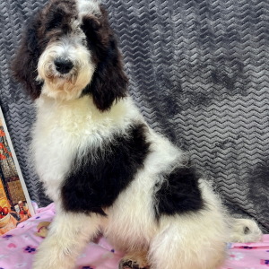 Goldendoodle Puppy Clara