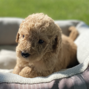 Labradoodle Puppy Benjy