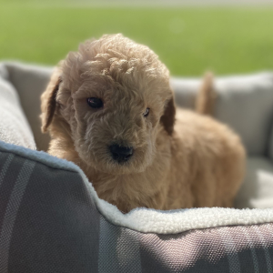 Labradoodle Puppy Benjy