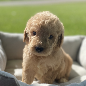 Labradoodle Puppy Benjy