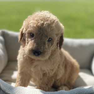 Labradoodle Puppy Benjy