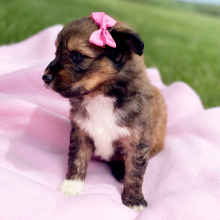 Aussiedoodle Puppy Carrie