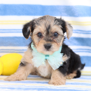Yorkiepoo Puppy Jett