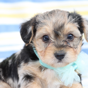 Yorkiepoo Puppy Jett