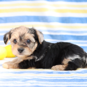 Yorkiepoo Puppy Jett