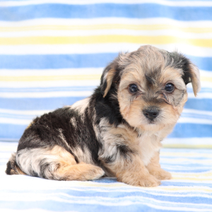 Yorkiepoo Puppy Jett