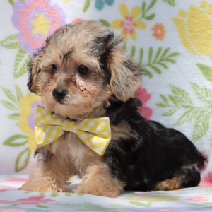 Yorkiepoo Puppy Jett