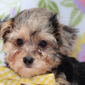 Yorkiepoo Puppy Jett