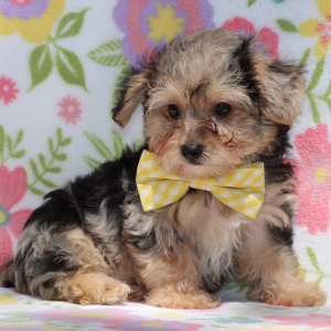 Yorkiepoo Puppy Jett