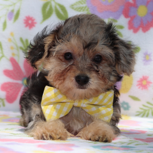 Yorkiepoo Puppy Jett