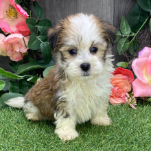 Havanese Puppy Asgard