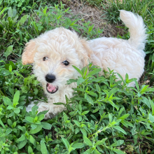 Labradoodle Puppy Greg