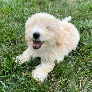 Labradoodle Puppy Greg