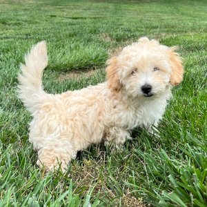 Labradoodle Puppy Greg