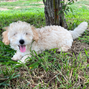 Labradoodle Puppy Greg