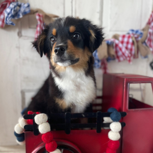 Australian Shepherd Puppy Charley