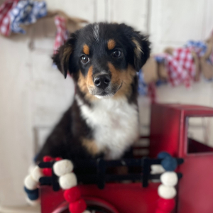 Australian Shepherd Puppy Charley