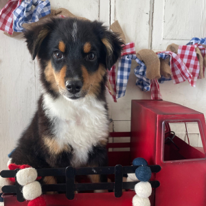 Australian Shepherd Puppy Charley