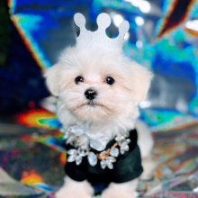 Maltipoo Puppy Pretty Boy