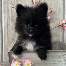 Pomeranian Puppy Misty