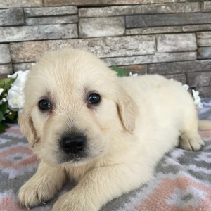 Golden Retriever Puppy Jimmy