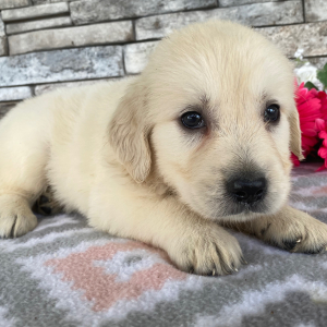 Golden Retriever Puppy Jimmy