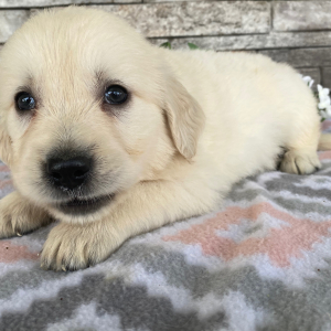 Golden Retriever Puppy Jimmy