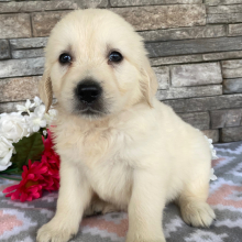 Golden Retriever Puppy Jimmy