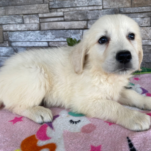 Golden Retriever Puppy Jimmy