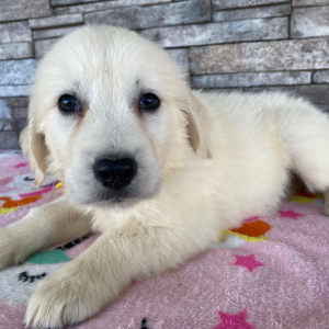 Golden Retriever Puppy Jimmy