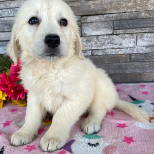 Golden Retriever Puppy Jimmy