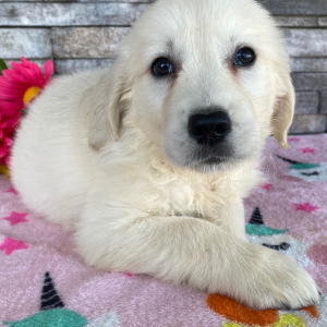 Golden Retriever Puppy Jimmy