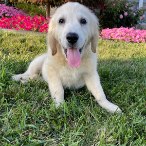 Golden Retriever Puppy Jimmy