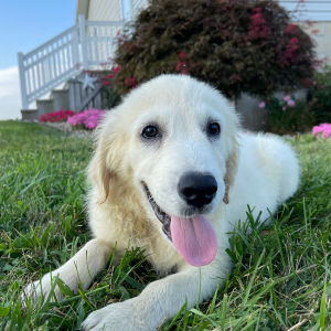 Golden Retriever Puppy Jimmy