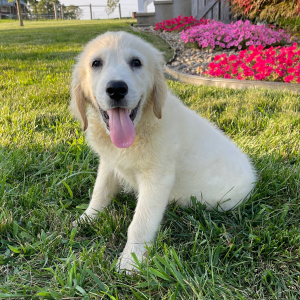 Golden Retriever Puppy Jimmy