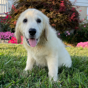 Golden Retriever Puppy Jimmy