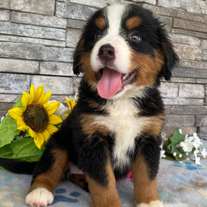 Bernese Mountain Dog Puppy Gloria