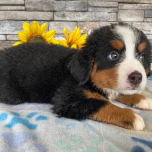 Bernese Mountain Dog Puppy Gloria