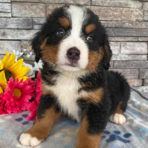 Bernese Mountain Dog Puppy Gloria