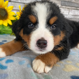 Bernese Mountain Dog Puppy Gloria
