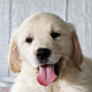 Golden Retriever Puppy Kendra