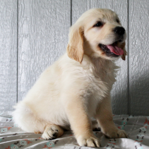 Golden Retriever Puppy Kendra