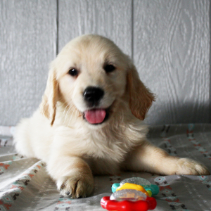 Golden Retriever Puppy Kendra
