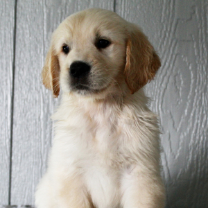Golden Retriever Puppy Kendra