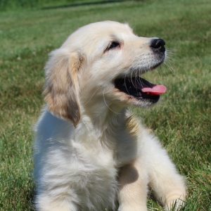 Golden Retriever Puppy Kendra